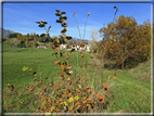 foto Alle pendici del Monte Grappa in Autunno